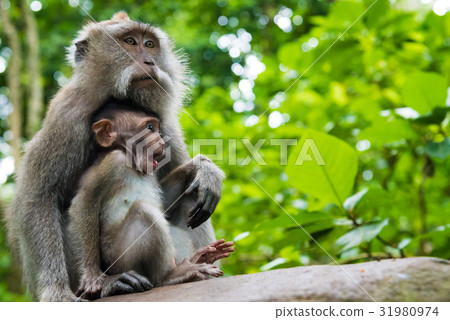 Macaque monkeys with cubs at Monkey Forest, Bali 31980974