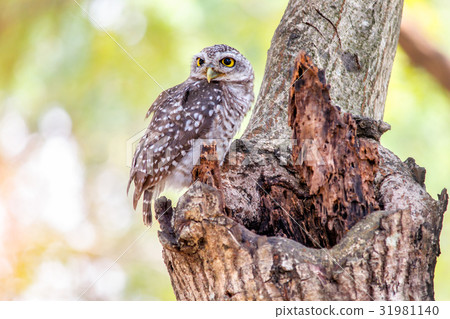 Spotted owlet 31981140