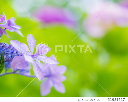 Hydrangea Hydrangea 31981517