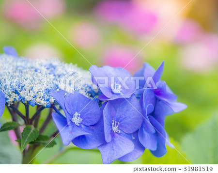 繡球 繡球 31981519