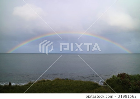 新西蘭斯圖爾特島 新西蘭斯圖爾特島 31981562