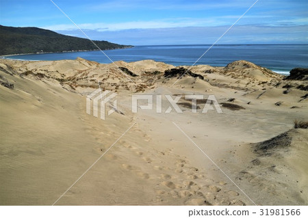 新西蘭斯圖爾特島 新西蘭斯圖爾特島 31981566