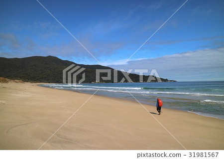 新西蘭斯圖爾特島 新西蘭斯圖爾特島 31981567