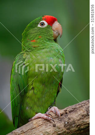 Beautiful green parrot Finsch's parakeet Beautiful green parrot Finsch's parakeet 31981656