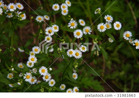 Himejoon 02 31981663