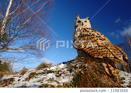 Big Eastern Siberian Eagle Owl, Bubo bubo 31981688