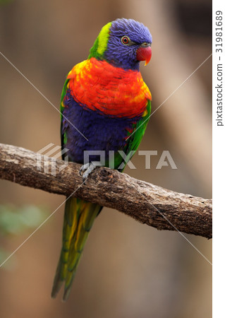 Colourful parrot Rainbow, Lorikeets Trichoglossus 31981689