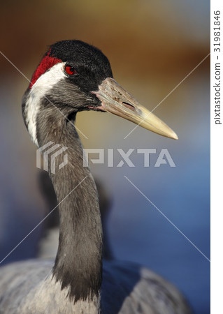 Portrait of bird Common Crane, Lake Hornborga 31981846