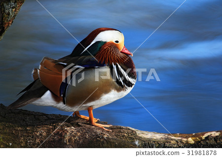Bird Mandarin Duck, Aix galericulata 31981878