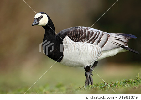 Black and white bird Barnacle Goose 31981879