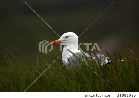 Portrait Herring gull, Larus argentatus Portrait Herring gull, Larus argentatus 31981989