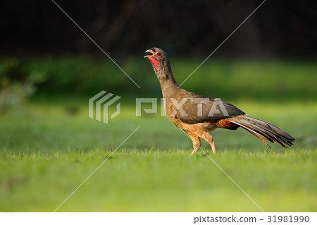 Chaco Chachalaca, Ortalis canicollis Chaco Chachalaca, Ortalis canicollis 31981990