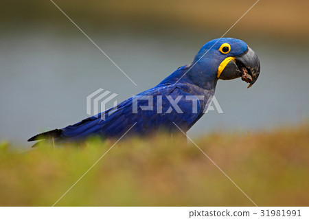 Portrait of big blue parrot Hyacinth Macaw Portrait of big blue parrot Hyacinth Macaw 31981991