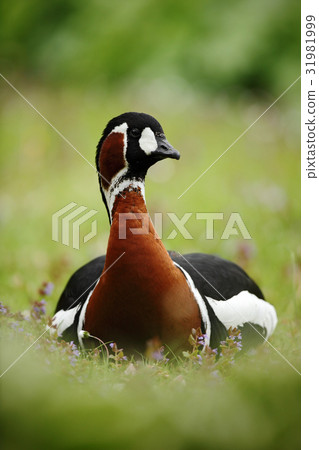 Beautiful bird Red-breasted Goose, Branta Beautiful bird Red-breasted Goose, Branta 31981999