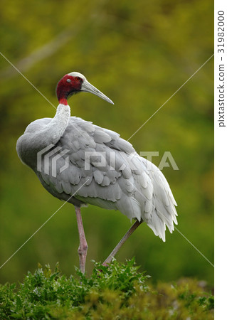 Big rare bird Sarus Crane, Grus antigone 31982000