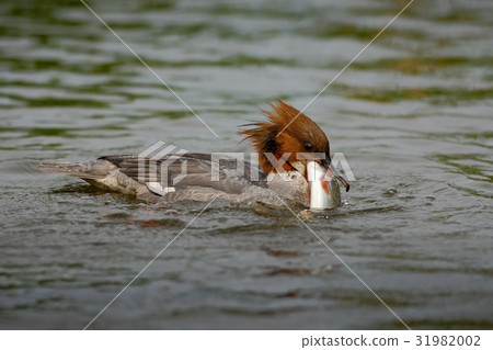 Common Merganser, Mergus merganser 31982002