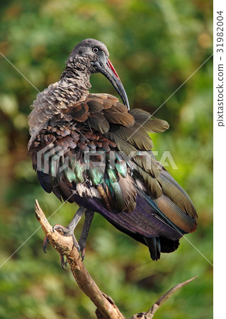 Dark bird Hadada Ibis, Bostrychia hagedash Dark bird Hadada Ibis, Bostrychia hagedash 31982004