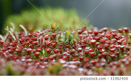 Juniper haircap moss 31982408