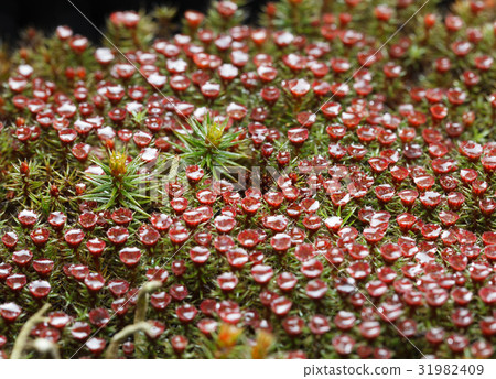 Blooming haircap moss Blooming haircap moss 31982409
