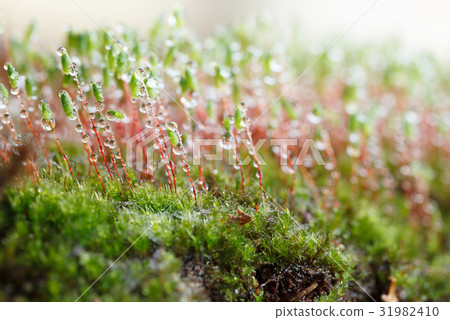 Rain and moss 31982410