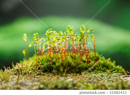 Patch of moss 31982411