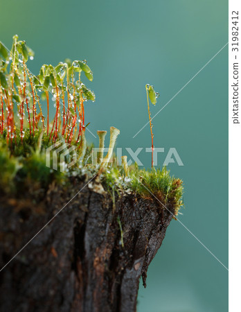Moss on stump 31982412