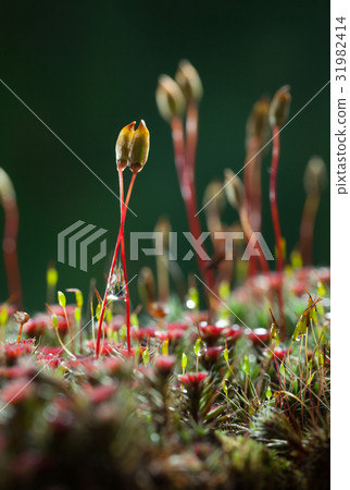 Moss seta bundle 31982414