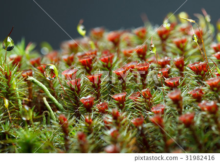 Macro of drops on moss Macro of drops on moss 31982416