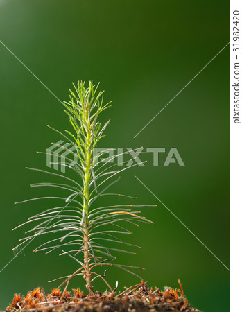 Newborn fir tree sapling 31982420