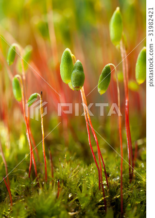 Moss spore capsules 31982421