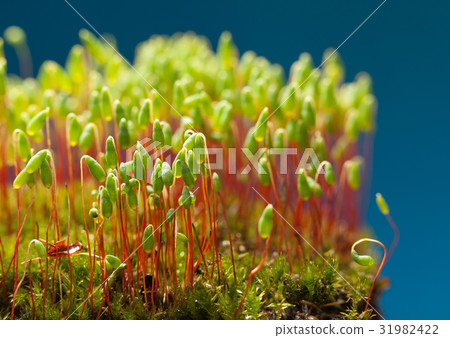 Green moss on blue background 31982422