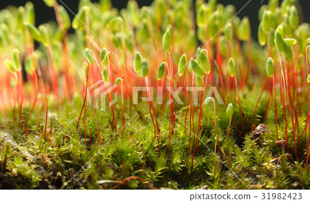 Pohlia nutans 31982423