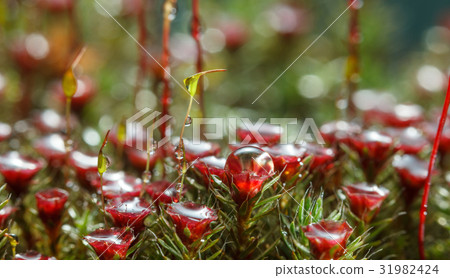 Rain drops on moss Rain drops on moss 31982424