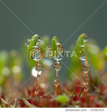 Three moss capsules Three moss capsules 31982425