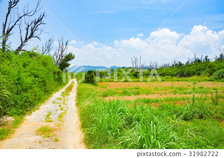 Summer Road Summer Road 31982722