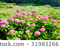 Hydrangea and cultivated abandoned land Hydrangea and cultivated abandoned land 31983266