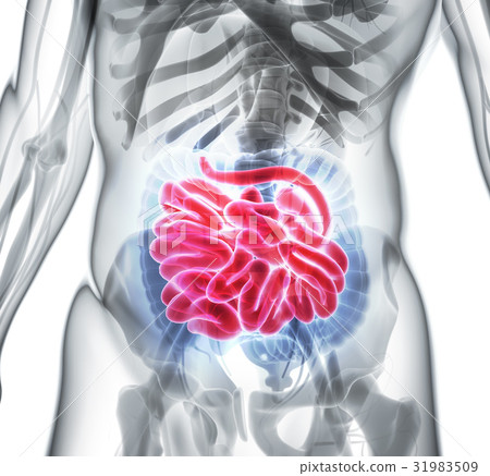 3D illustration of Small Intestine. 31983509
