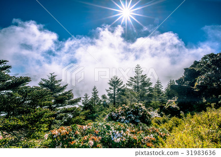 高山的日出,杜鵑花,盛開,早晨太陽升起,藍天白雲景色,合歡山,台灣.Mountain sunris 31983636
