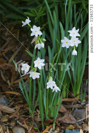 Narcissus 31983733