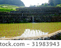 Rice terrace after rice planting Rice terrace after rice planting 31983943