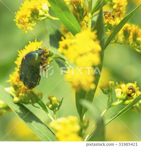 Green beetle. Rose chafer (cetonia aurata) 31985421