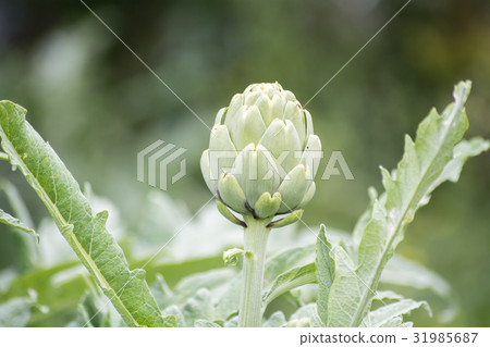 Artichoke on the plant, Cynara cardunculus 31985687