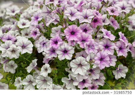 淡粉色矮牽牛 31985750