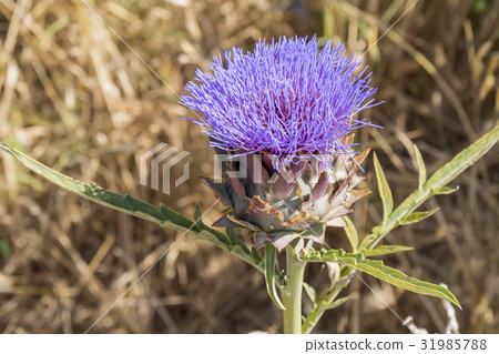 Artichoke Flower Artichoke Flower 31985788