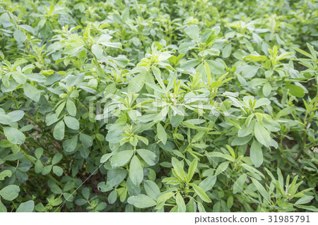 Medicago sativa (Alfalfa) 31985791