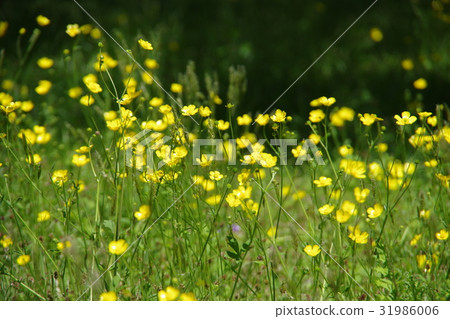 Ummanoashigata 31986006