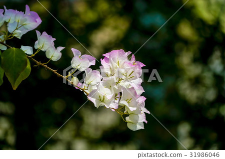 Bougainvillea Bougainvillea 31986046