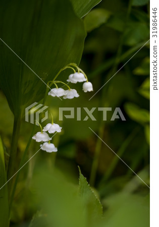 Lily of the valley 31986446
