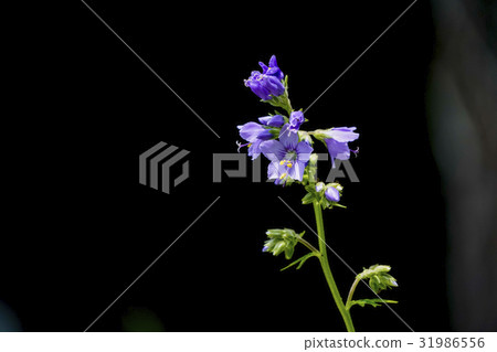 Hanashinobu 31986556