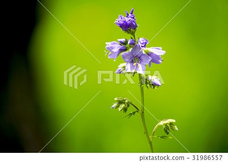 Hanashinobu 31986557